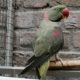Deze vogels mogen verhuizen