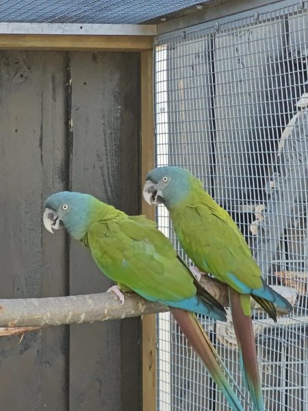 Blauwkopara / Primolius couloni