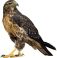 Roofvogels