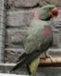 Deze vogels mogen verhuizen