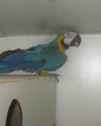 Blauw Gele Ara Man