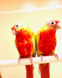 Pyrrhura molinae lutino cremeino  – dominant red mutations